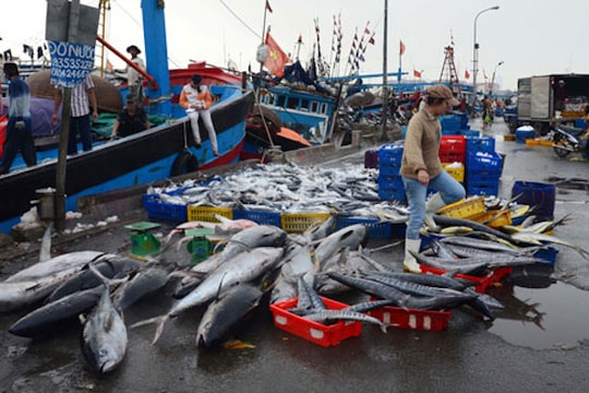 5.400 tấn cá "mắc cạn" vì vướng Thông tư 21