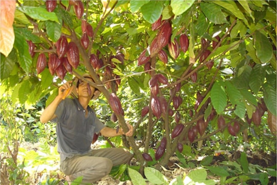 Thị trường Nhật Bản đã "rộng cửa" với doanh nghiệp Việt?