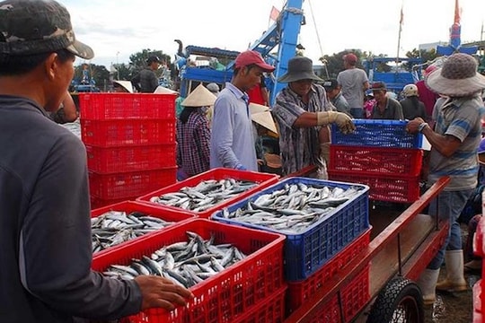 Hơn 5.100 tấn cá "mắc cạn" vì Thông tư 21 đã được giải quyết