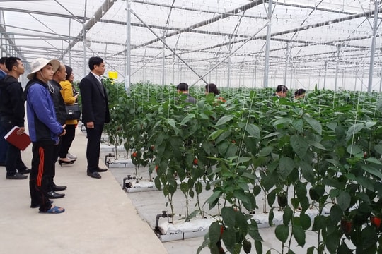 Hải Phòng: Doanh nghiệp chế biến nông sản, thực phẩm khát nguyên liệu