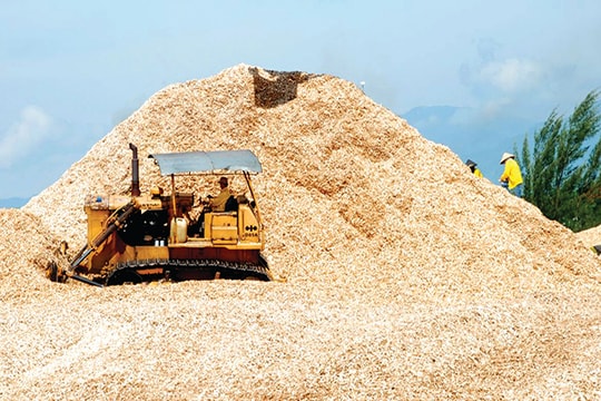 Đề xuất tăng thuế xuất khẩu dăm gỗ (Kỳ II):  Đi ngược kỳ vọng của chính sách?