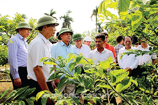 Đưa sản xuất manh mún vào chuỗi giá trị