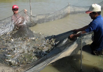 Tỉnh cần xây dựng vùng nguyên liệu ổn định, chất lượng