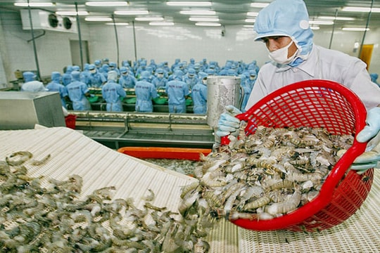 Xuất khẩu tôm sẽ "bơi ngược dòng" những tháng cuối năm?