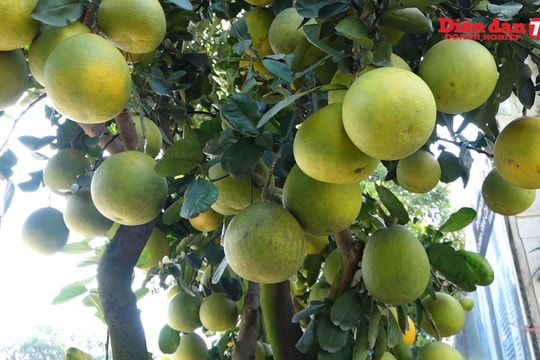 Hà Nội: Những cây bưởi giá 40 triệu đồng xuống phố đón Tết