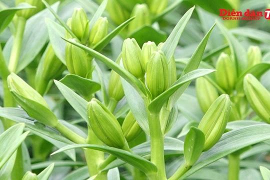 Làng hoa ly phục vụ Tết thấp thỏm ngóng... ông trời