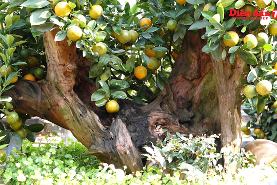 50 triệu đồng chậu quất ghép gỗ lũa phục vụ Tết ở Hà Nội