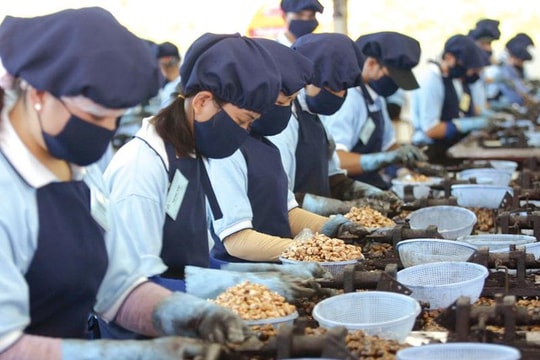 Nhập khẩu nhân điều và rủi ro cho thương hiệu Việt