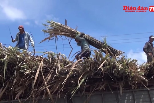 Giải pháp hỗ trợ ngành mía đường thực hiện cam kết ATIGA