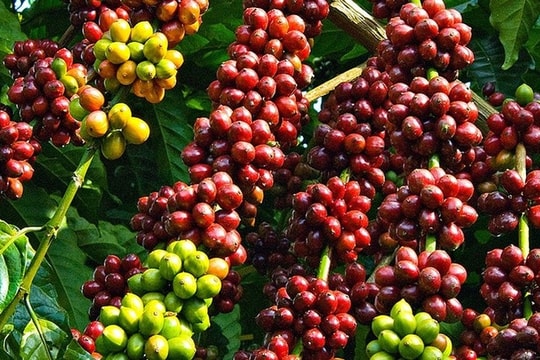 Doanh nghiệp cà phê kỳ vọng giảm lãi suất để vượt "bão COVID-19"