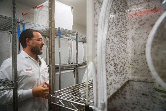 Alphabet thành công với kế hoạch tiêu diệt muỗi gây bệnh