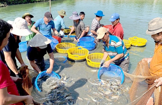 Đồng Nai: Tái cơ cấu nông nghiệp tập trung vào 24 loại cây trồng và 5 sản phẩm chăn nuôi