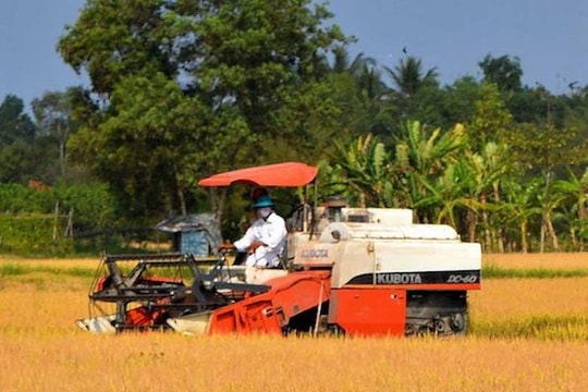 Cho phép xuất khẩu gạo nếp trong tháng 4/2020 theo nhu cầu thị trường