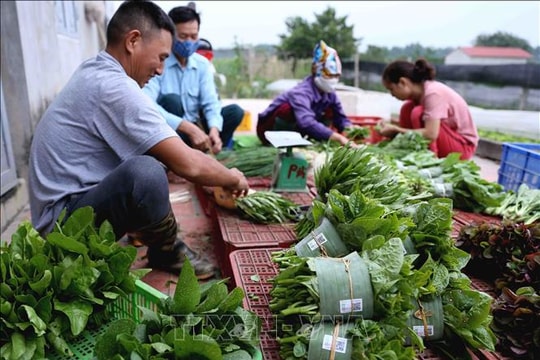 TIN NÓNG CHÍNH PHỦ: Đến 2025, thành lập mới 10.000 tổ chức kinh tế tập thể