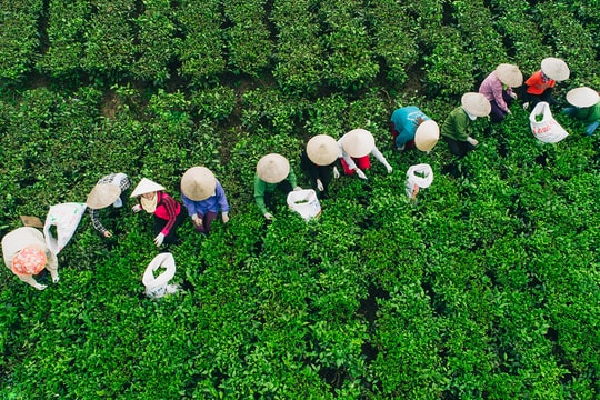 Cần có chính sách riêng hỗ trợ phát triển sản phẩm ngành chè