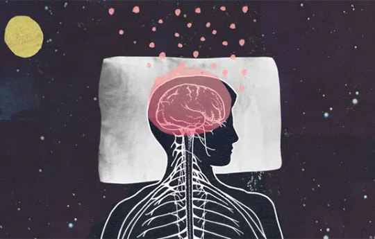 Cái nào có trước: Giấc ngủ hay Bộ não? Các nhà khoa học cho rằng họ đã tìm ra câu trả lời