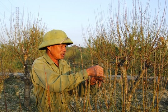 Làng đào lớn nhất Hải Phòng tất bật vào Tết