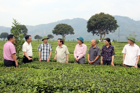 Lai Châu: Tạo cơ hội để hút đầu tư vào nông nghiệp