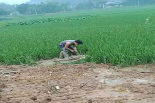 Vì sao Công ty Điện lực Lào Cai chưa công khai vụ tai nạn điện?