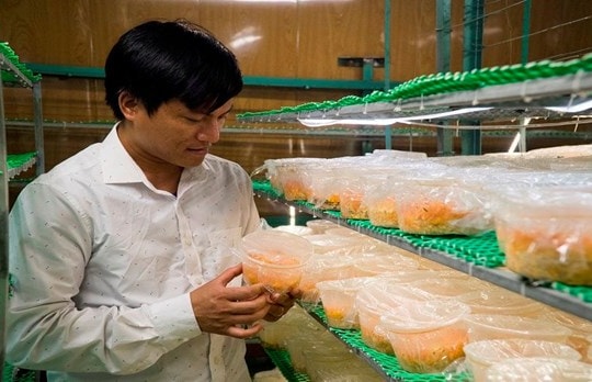 Khởi nghiệp thành công từ mô hình sản xuất nấm đông trùng hạ thảo quy mô công nghiệp