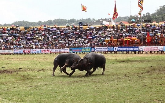 Hải Phòng: Hồi ức lễ hội chọi trâu Đồ Sơn