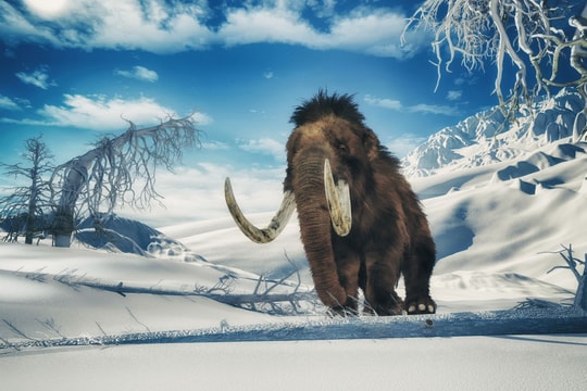 15 triệu đô để hồi sinh… voi ma mút