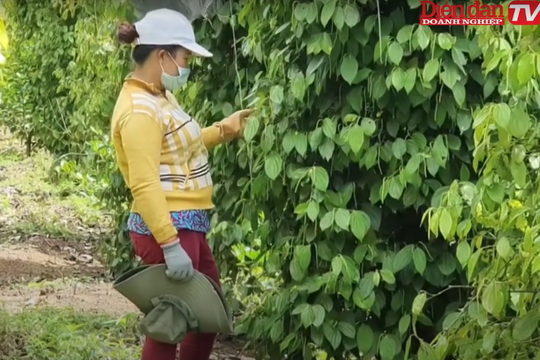 Nông dân sống khỏe với tiêu hữu cơ