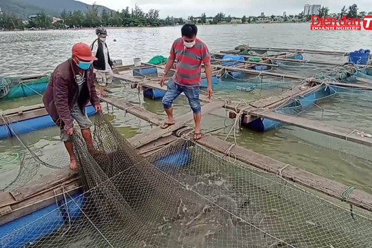 Chủ tịch phường tại Đà Nẵng hỗ trợ người dân tiêu thụ thủy sản