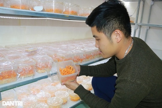 Trồng nấm tiến Vua, bán "rẻ như cho", 9X vẫn thu tiền tỷ mỗi năm