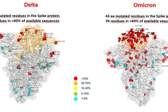 Omicron và Delta: Đâu sẽ là biến chủng vượt trội?