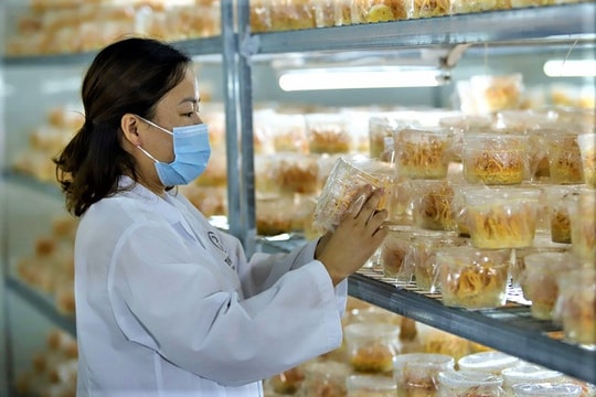 Khởi nghiệp nông nghiệp: 