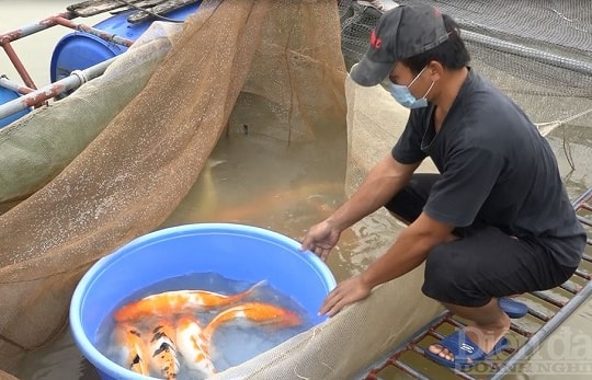 Nam Định: Hướng đi nào cho phát triển thuỷ sản trên sông Hồng?