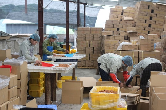 Ùn tắc nông sản biên giới: Giải pháp mở rộng thị trường tiêu thụ