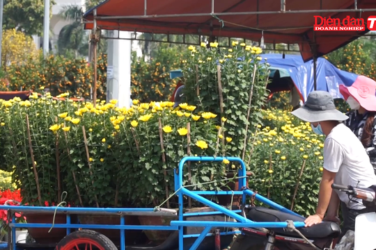 Đà Nẵng: Thị trường hoa Tết được giá, thương lái phấn khởi chờ người mua