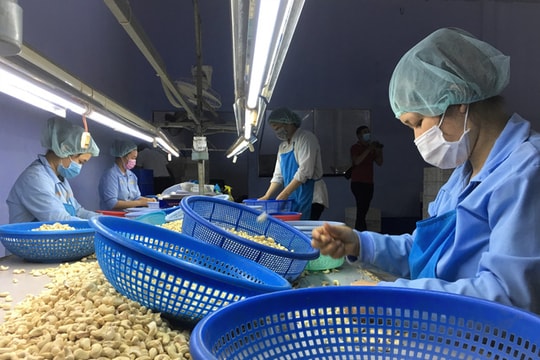 Vụ nguy cơ xuất khẩu điều bị lừa: Rủi ro từ phương thức thanh toán D/P