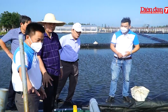 Quảng Nam: Doanh nghiệp chưa mặn mà với nuôi tôm công nghệ cao