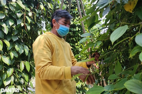 Giám đốc CLB Hoàng Anh Gia Lai nghỉ hưu sớm, về làm vườn, kiếm tiền tỷ