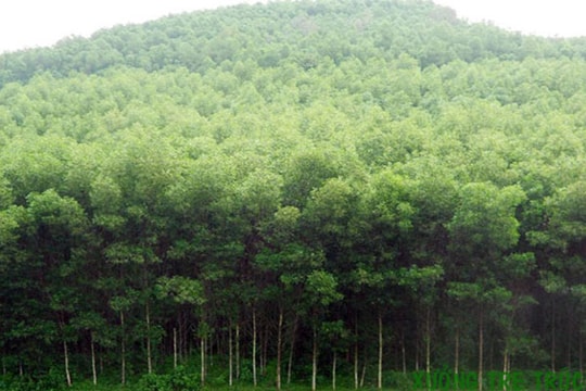 MDF Quảng Trị - bệ đỡ cho kinh tế lâm nghiệp