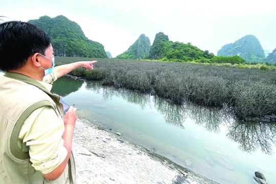 Rừng ngập mặn Hạ Long - Cẩm Phả "kêu cứu"