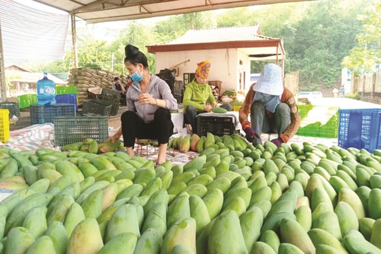 THỦ TƯỚNG ĐỐI THOẠI VỚI NÔNG DÂN: Thúc đẩy xuất khẩu chính ngạch