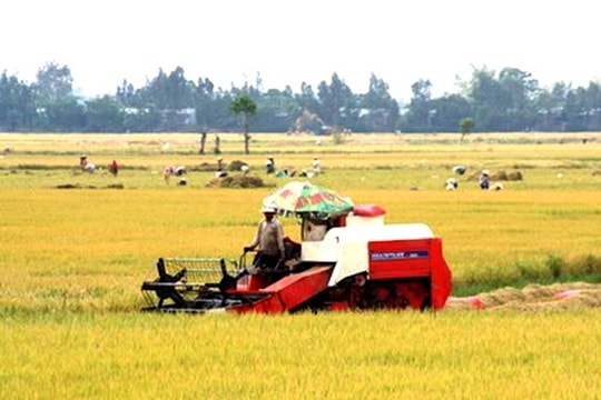 Một triệu héc ta lúa chất lượng cao (kỳ I): Để liên kết lớn không còn… “chậm lớn”