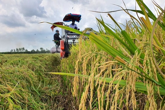 Một triệu héc ta lúa chất lượng cao (kỳ II): Giải pháp "6 thông minh"