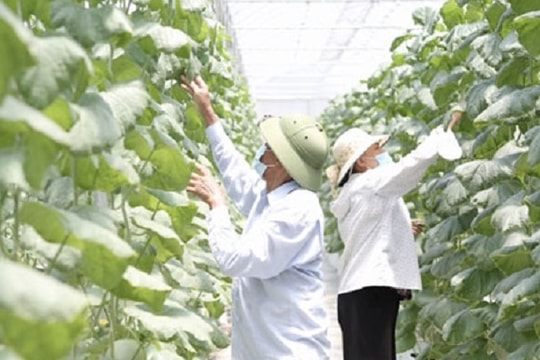 Hải Dương: Phát triển nông nghiệp xanh, đa tầng, đa giá trị