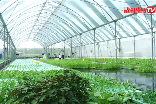 Mô hình Aquaponics - nuôi thủy sản kết hợp trồng rau thủy canh trong nhà kính