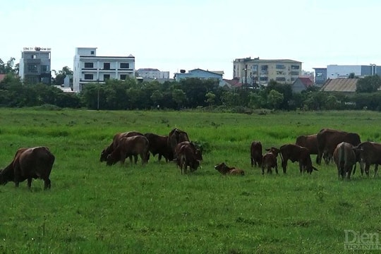 Nghệ An: Dự án cụm công nghiệp 40 ha, gần 20 năm vẫn còn “thai nghén”