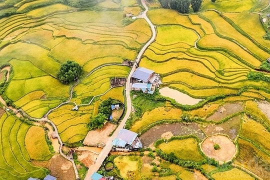 “Mùa vàng” Sa Pa thu hút khách du lịch