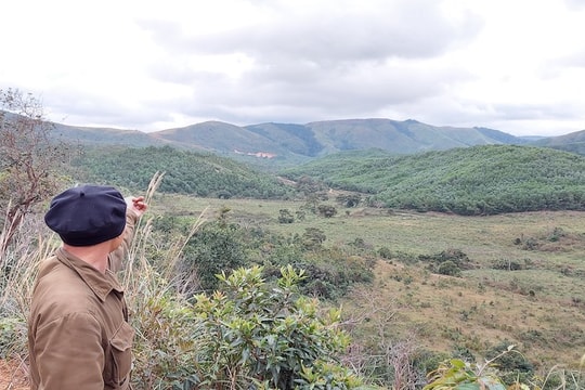 Khuất tất tại dự án trồng rừng Gia Lai