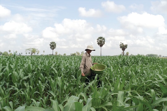 Kiên Giang: Hình thành vùng nguyên liệu tập trung