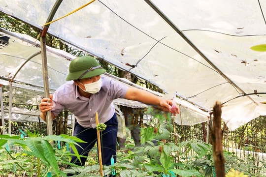 11-13/11: Hội chợ sâm Lai Châu: “Nắm chắc thời cơ, vượt qua thách thức, khát vọng vươn xa”