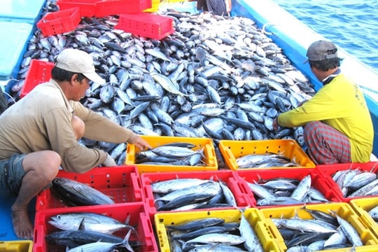 Thẻ vàng thuỷ sản chưa “về đích” và sự “mờ nhạt” của thị trường EU